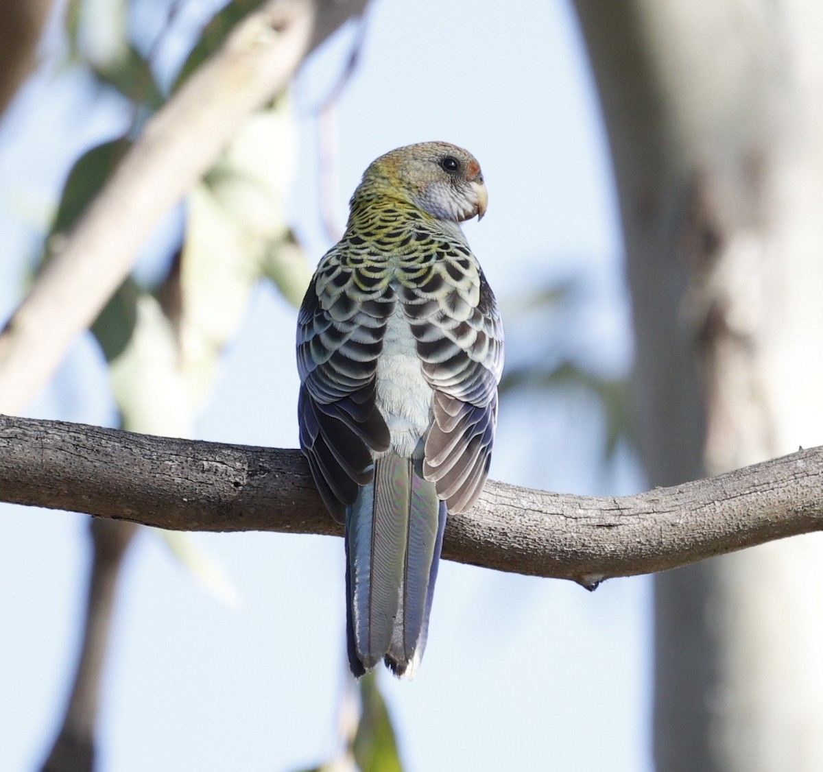 Pale-headed Rosella - ML645155567
