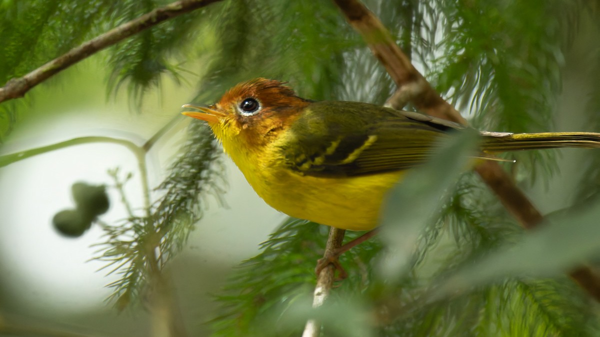 Скриточуб жовтогрудий - ML645155569