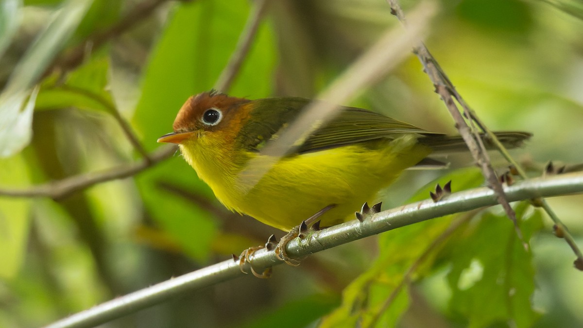 Скриточуб жовтогрудий - ML645155570