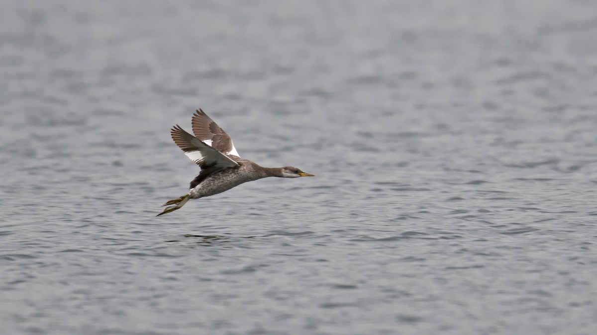 Red-necked Grebe - ML645155571