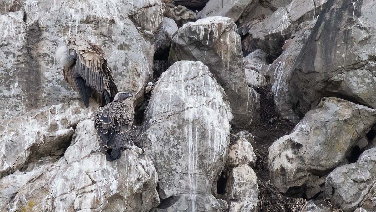 sup krahujový - ML645155573