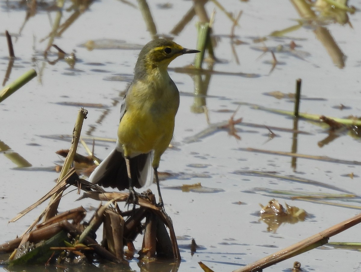 נחליאלי לימוני - ML645155587