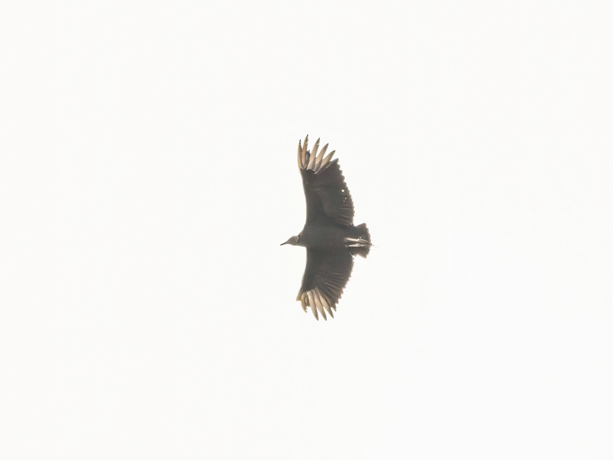 Black Vulture - ML645155594