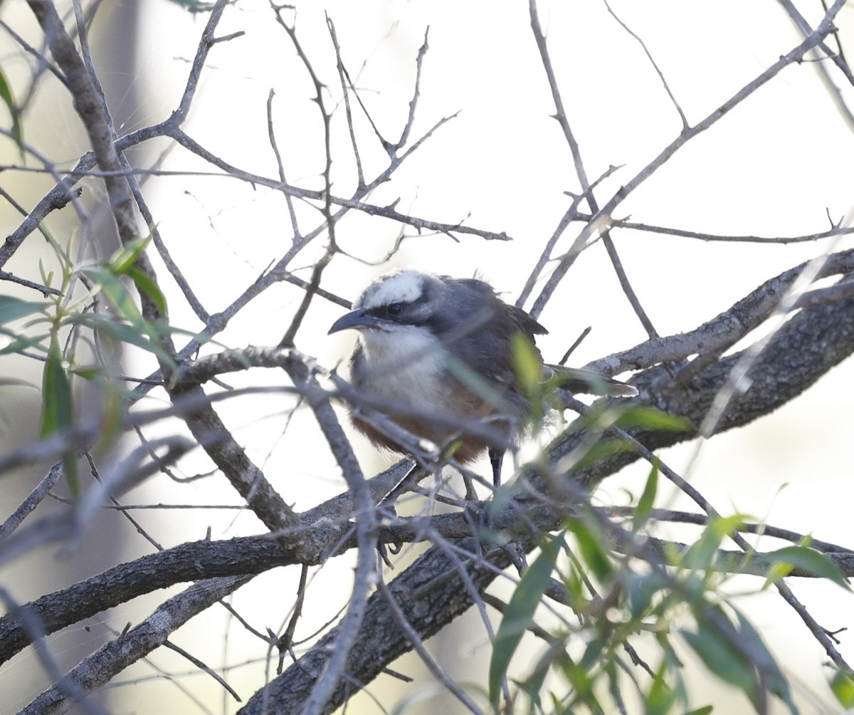 オーストラリアマルハシ - ML645155602