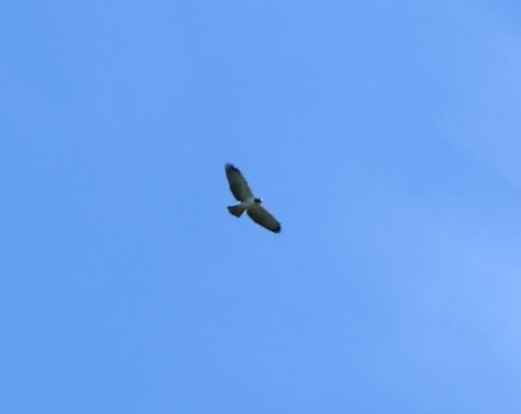 タカ科 - ML645155617