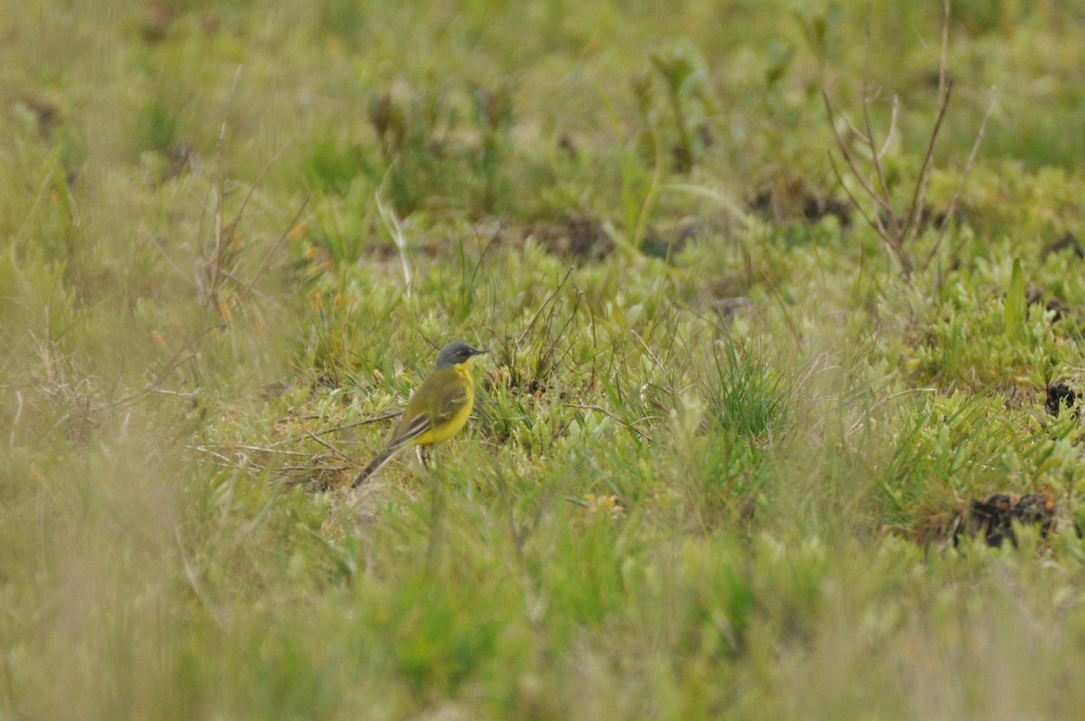 Western Yellow Wagtail (thunbergi) - ML645155618