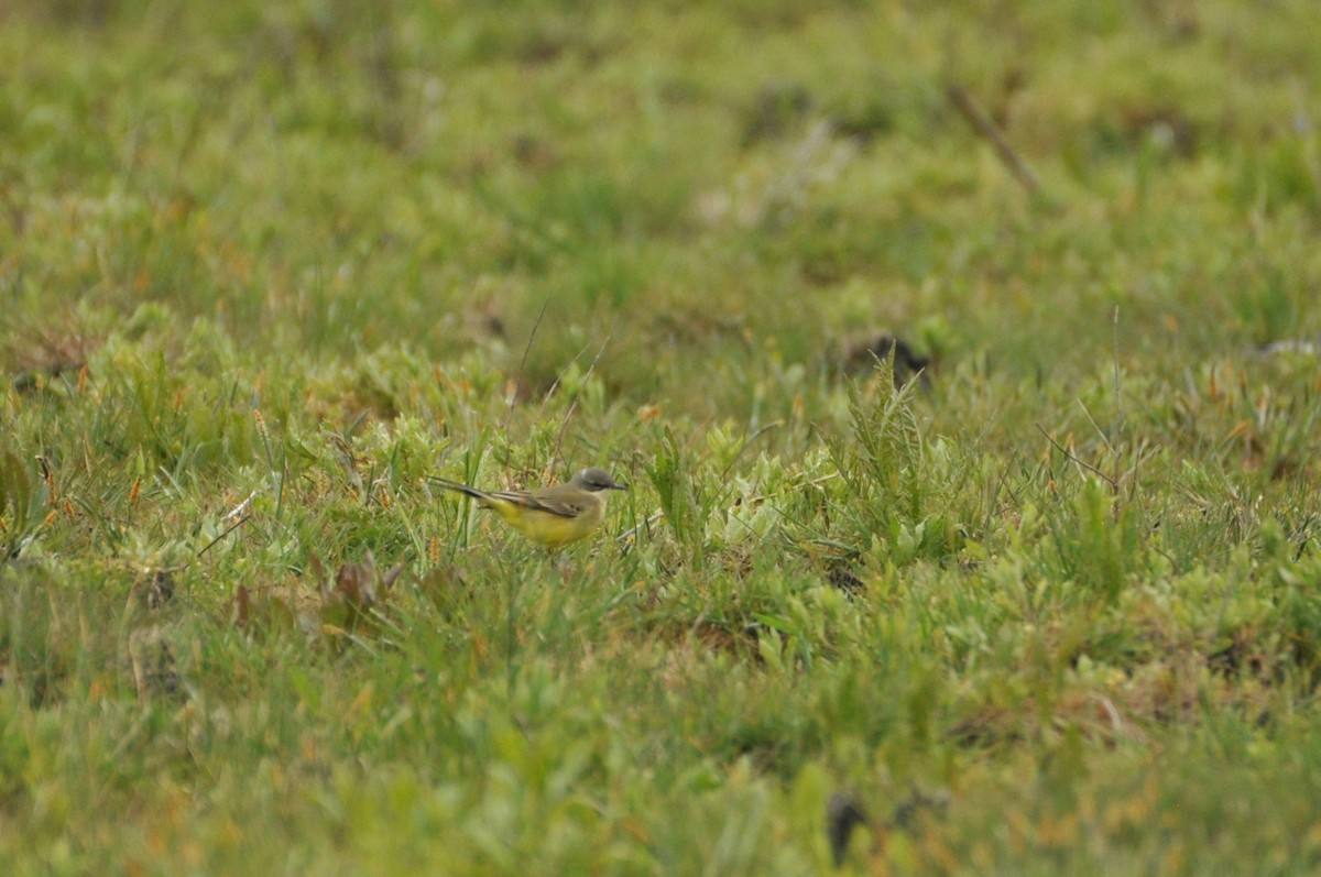 Western Yellow Wagtail (thunbergi) - ML645155619