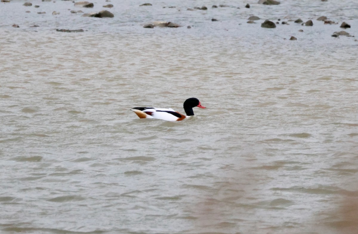 Common Shelduck - ML645155627