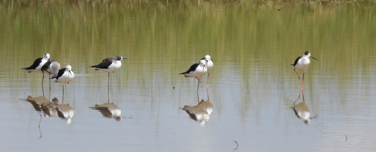 高蹺鴴 - ML645155628