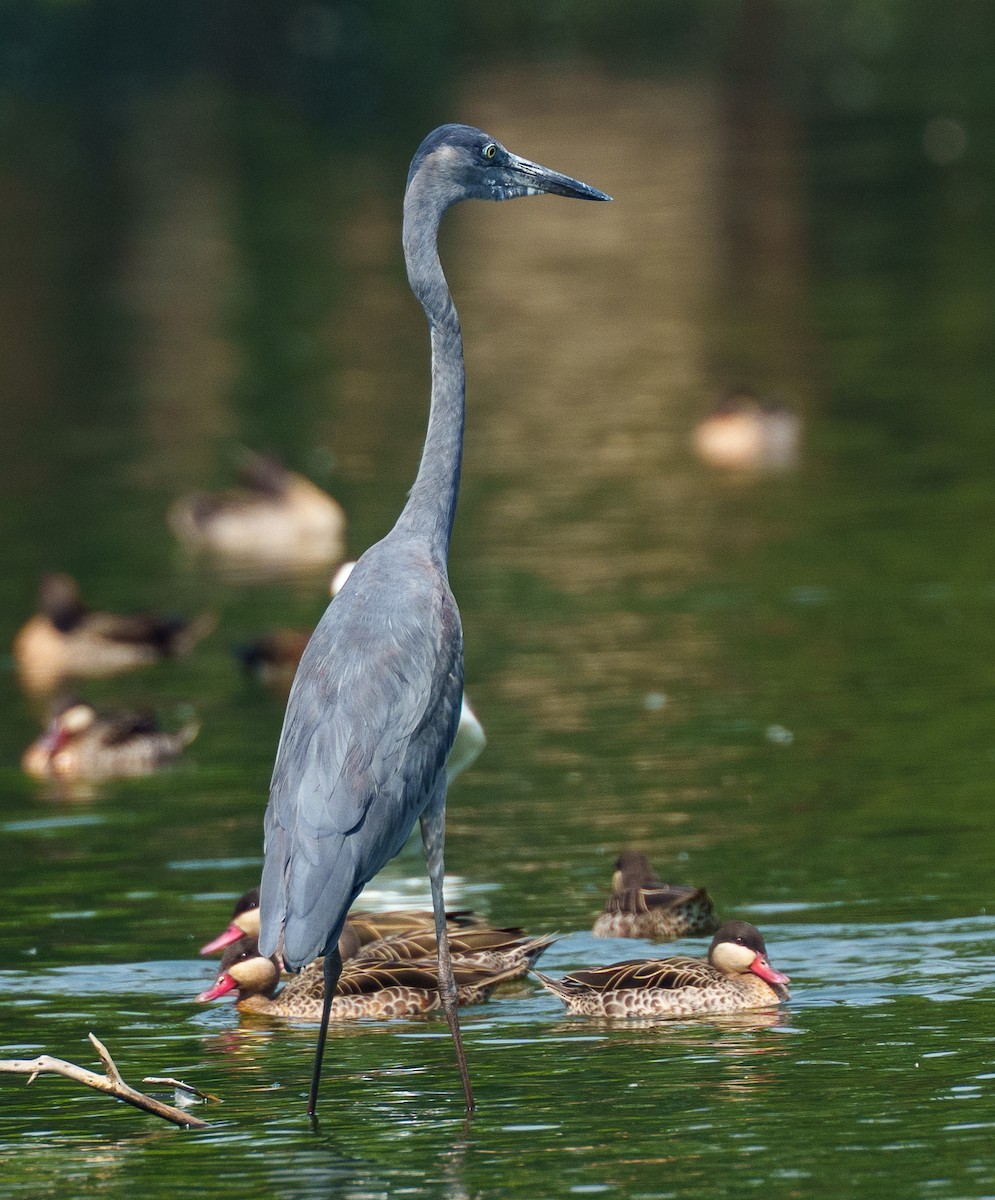 Ánade Piquirrojo - ML645155656