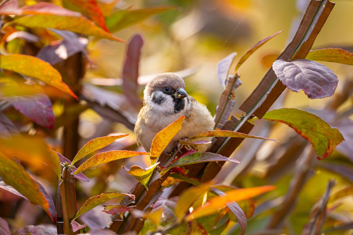 Gorrión Molinero - ML645155657