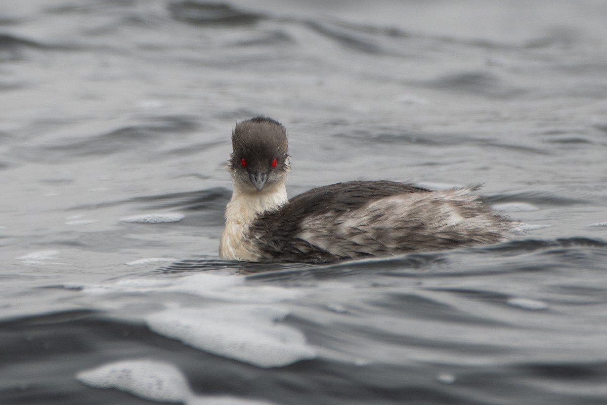 Silvery Grebe - ML645155678