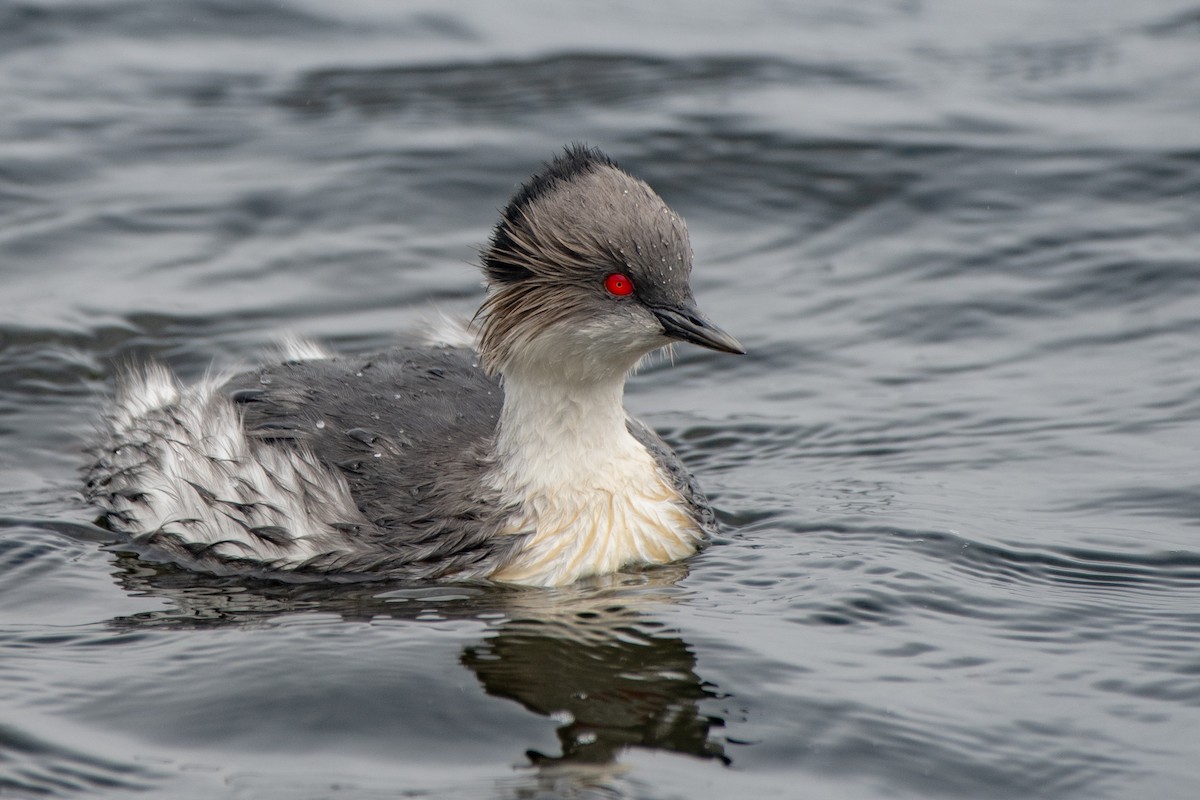 Silvery Grebe - ML645155680