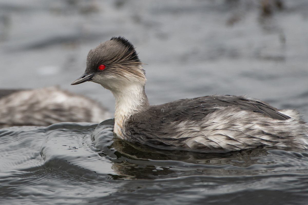 Silvery Grebe - ML645155681