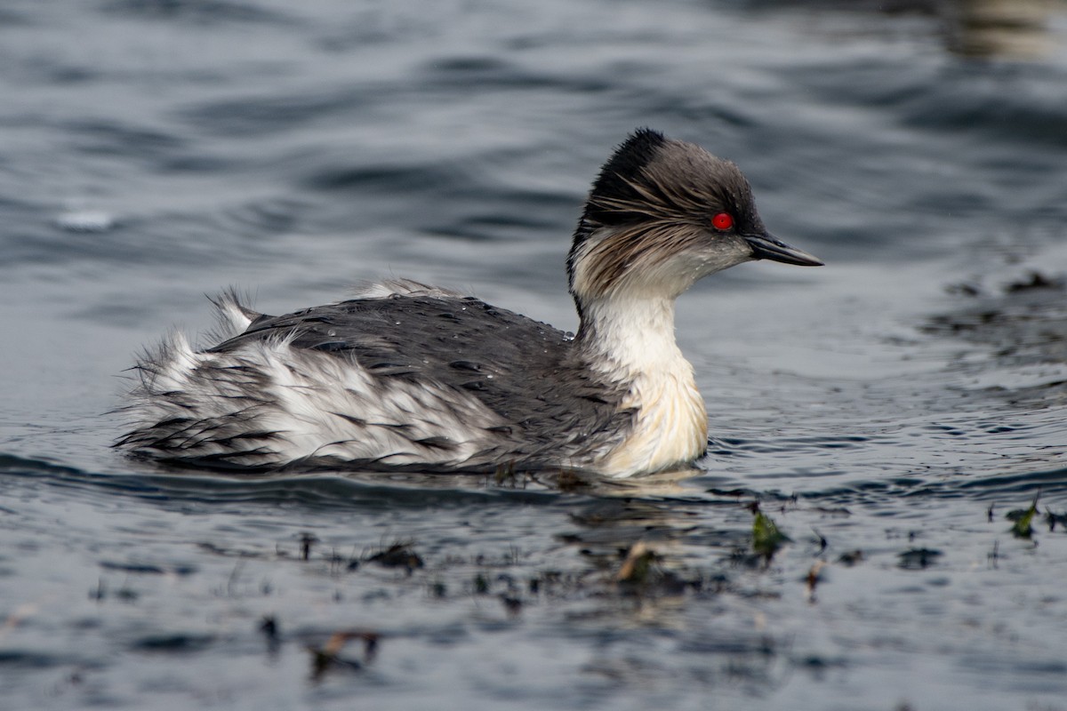 Silvery Grebe - ML645155682