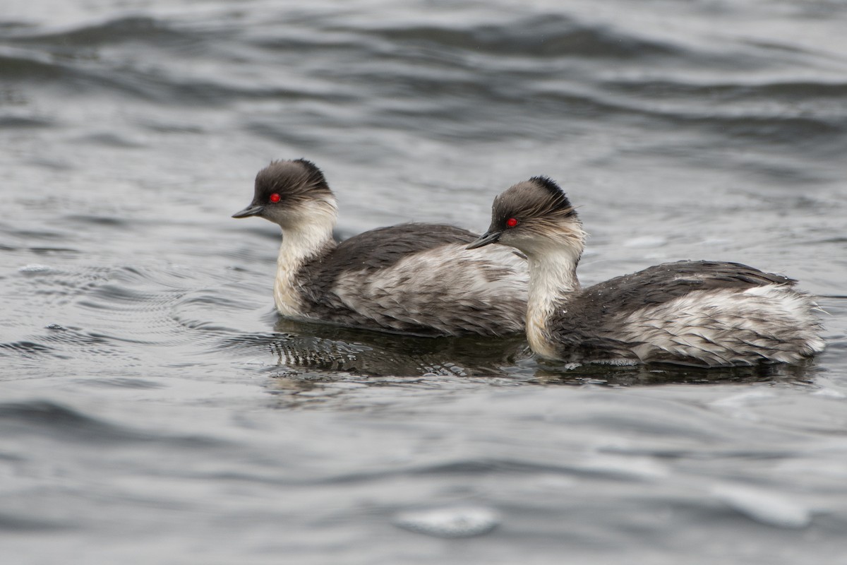 Silvery Grebe - ML645155683