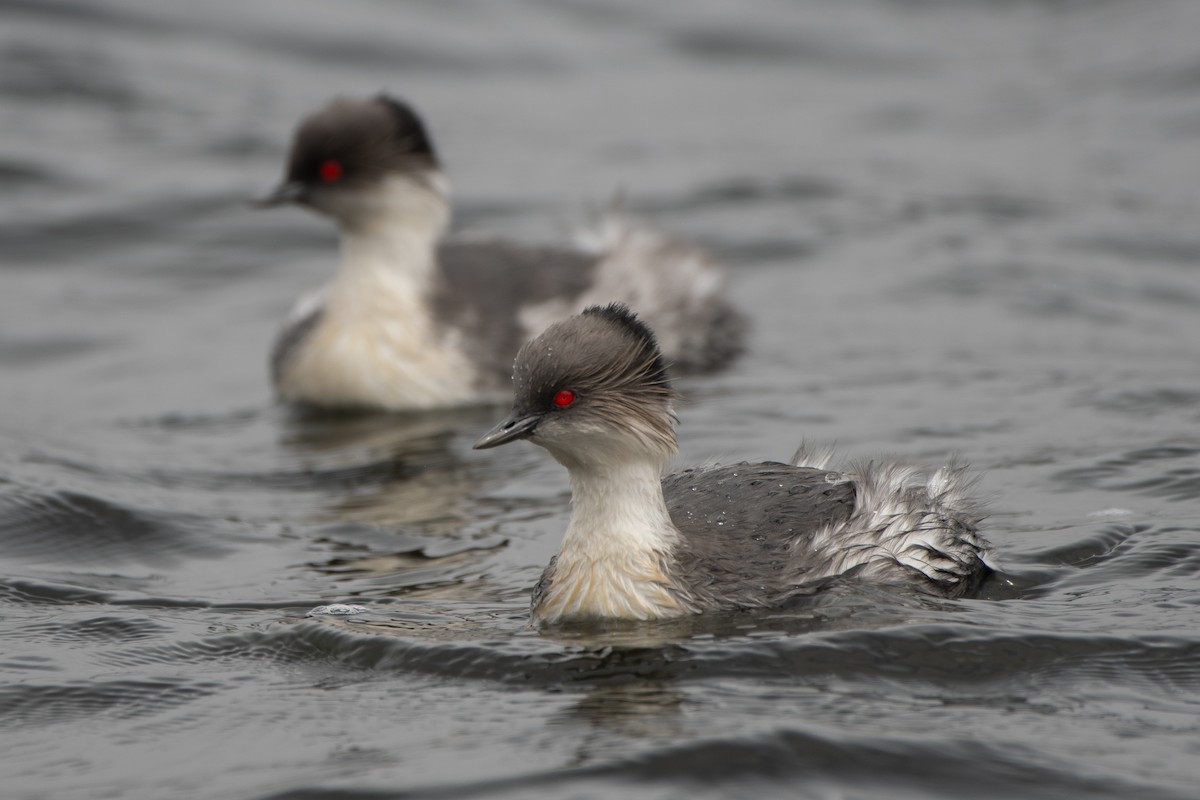 Silvery Grebe - ML645155686
