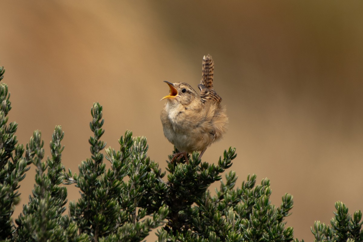 střízlík ostřicový - ML645155714