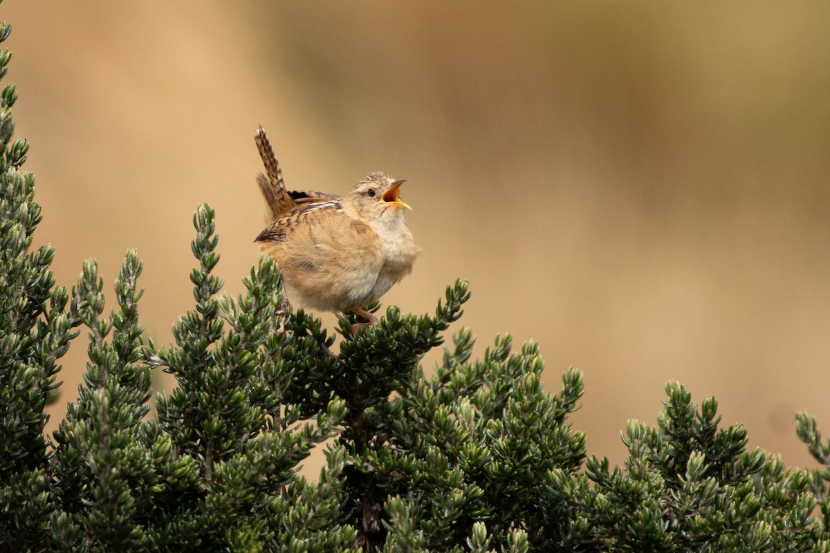 střízlík ostřicový - ML645155715
