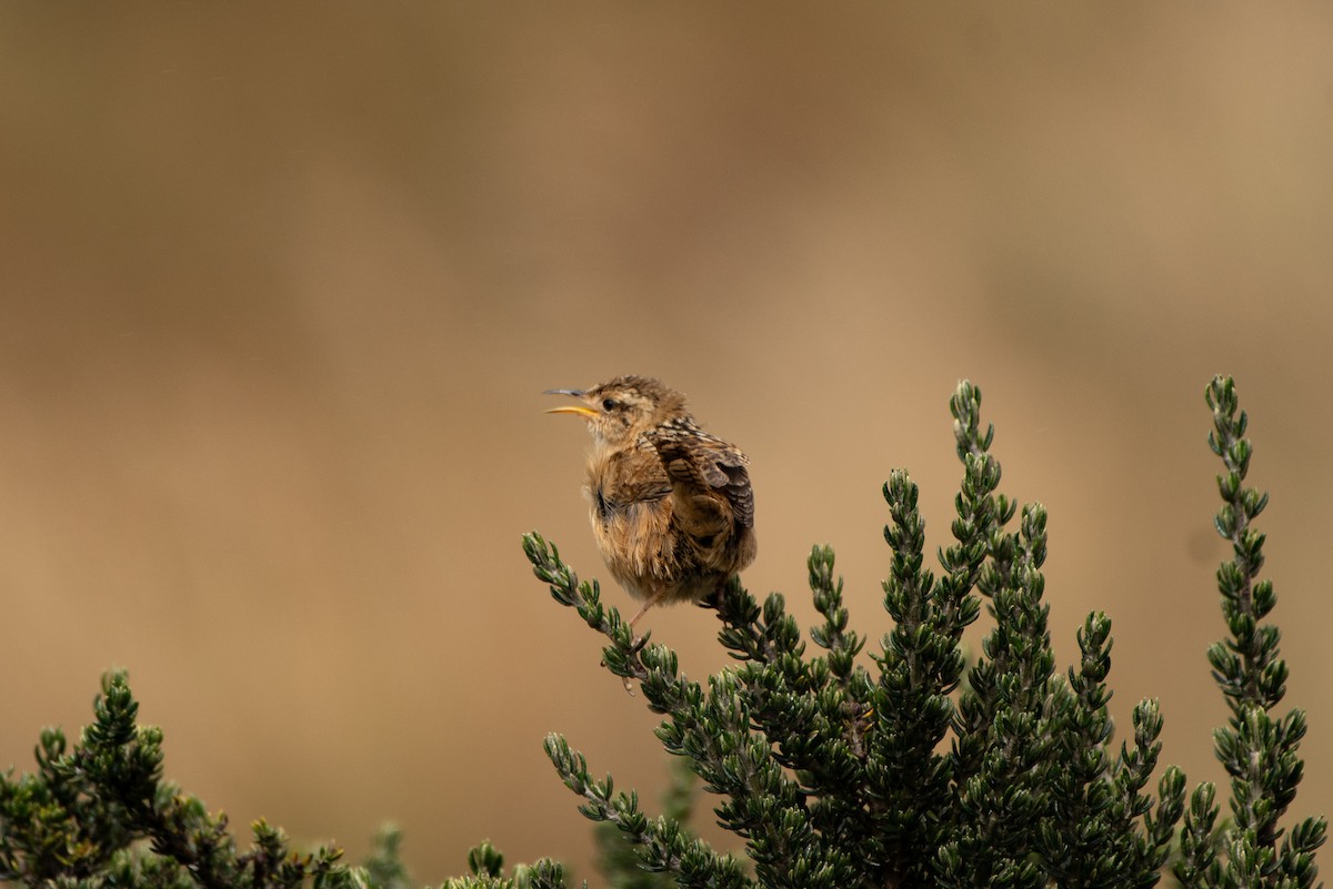 střízlík ostřicový - ML645155717