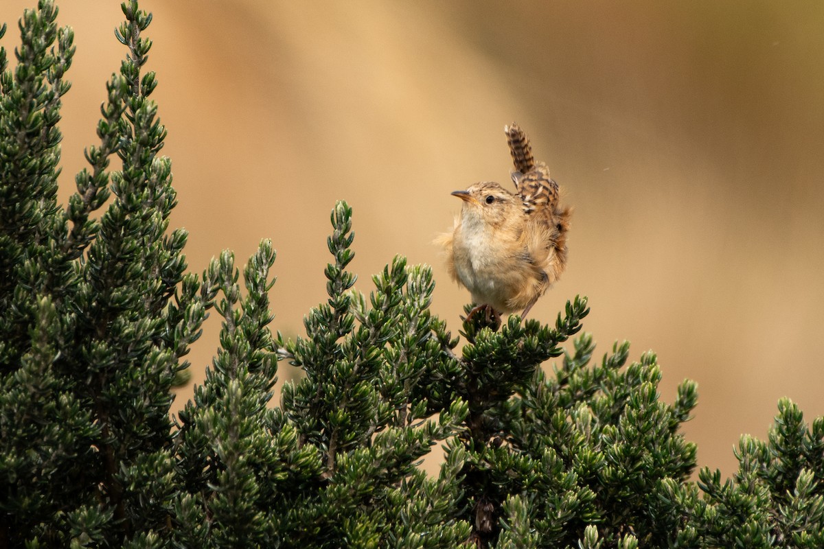 střízlík ostřicový - ML645155718