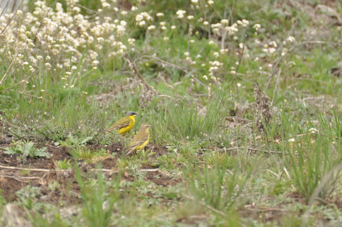 Western Yellow Wagtail (thunbergi) - ML645155721