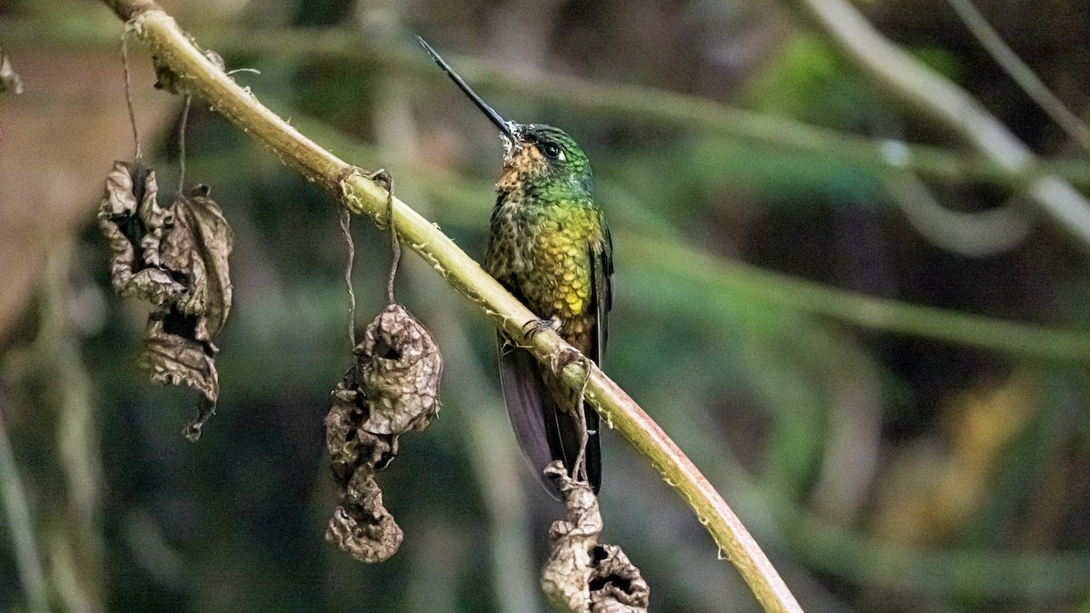 Golden-bellied Starfrontlet - ML645155728