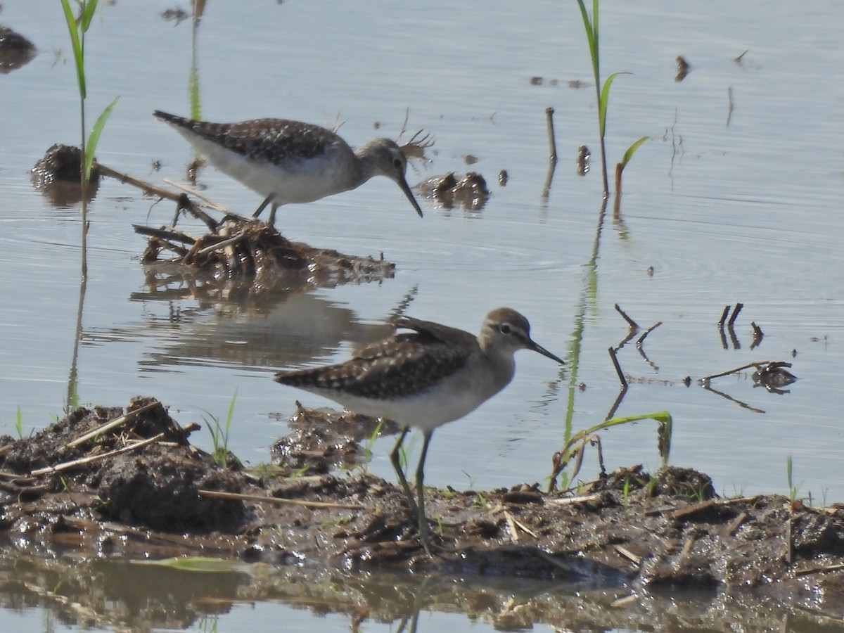 vodouš bahenní - ML645155739