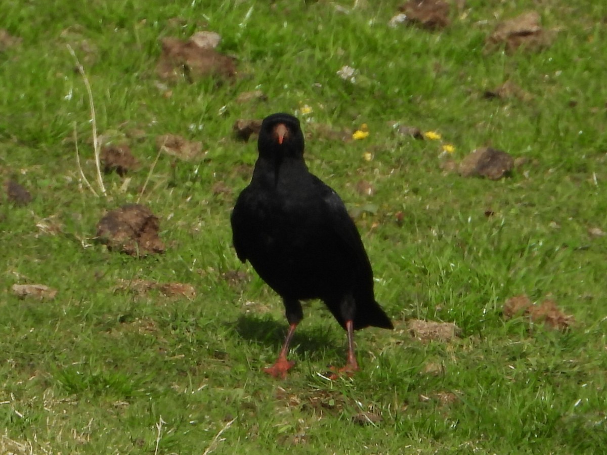 Улаан хошуут жунгаа - ML645155741