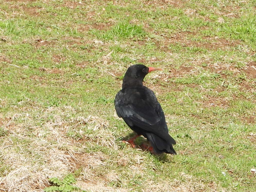 Улаан хошуут жунгаа - ML645155742