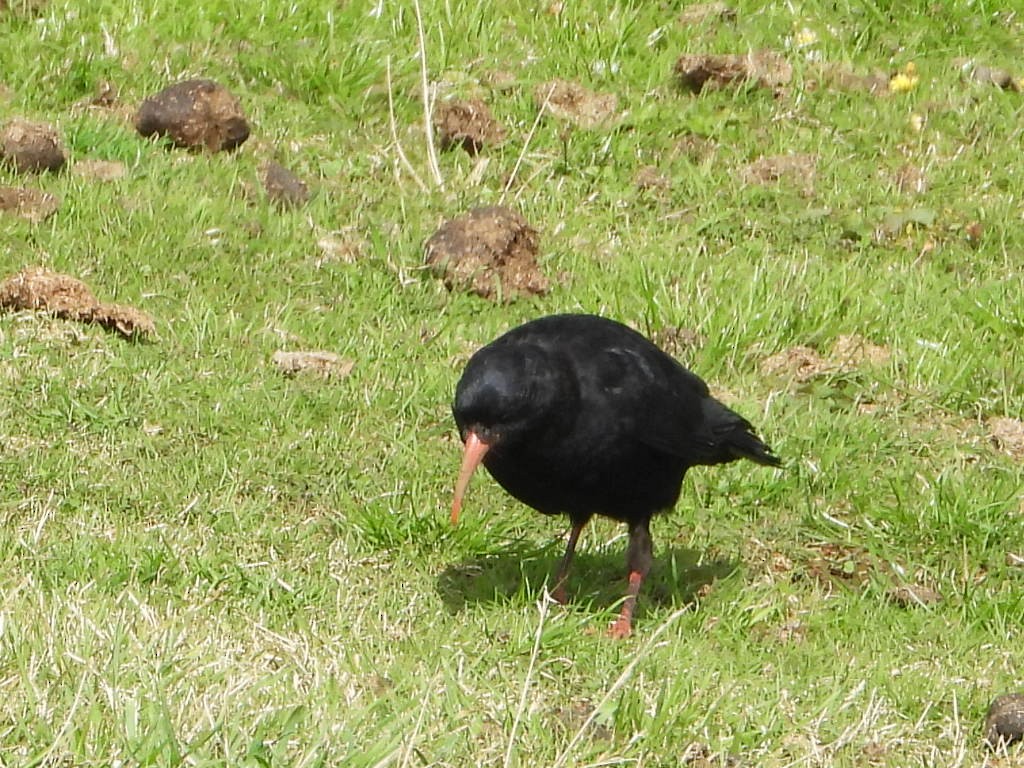 Улаан хошуут жунгаа - ML645155743