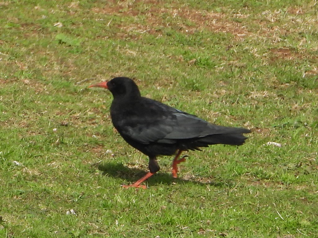 Улаан хошуут жунгаа - ML645155744