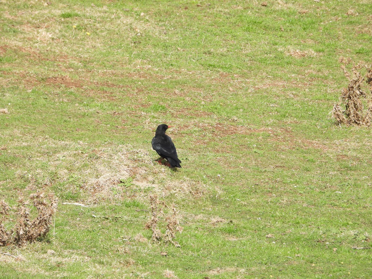 Улаан хошуут жунгаа - ML645155745