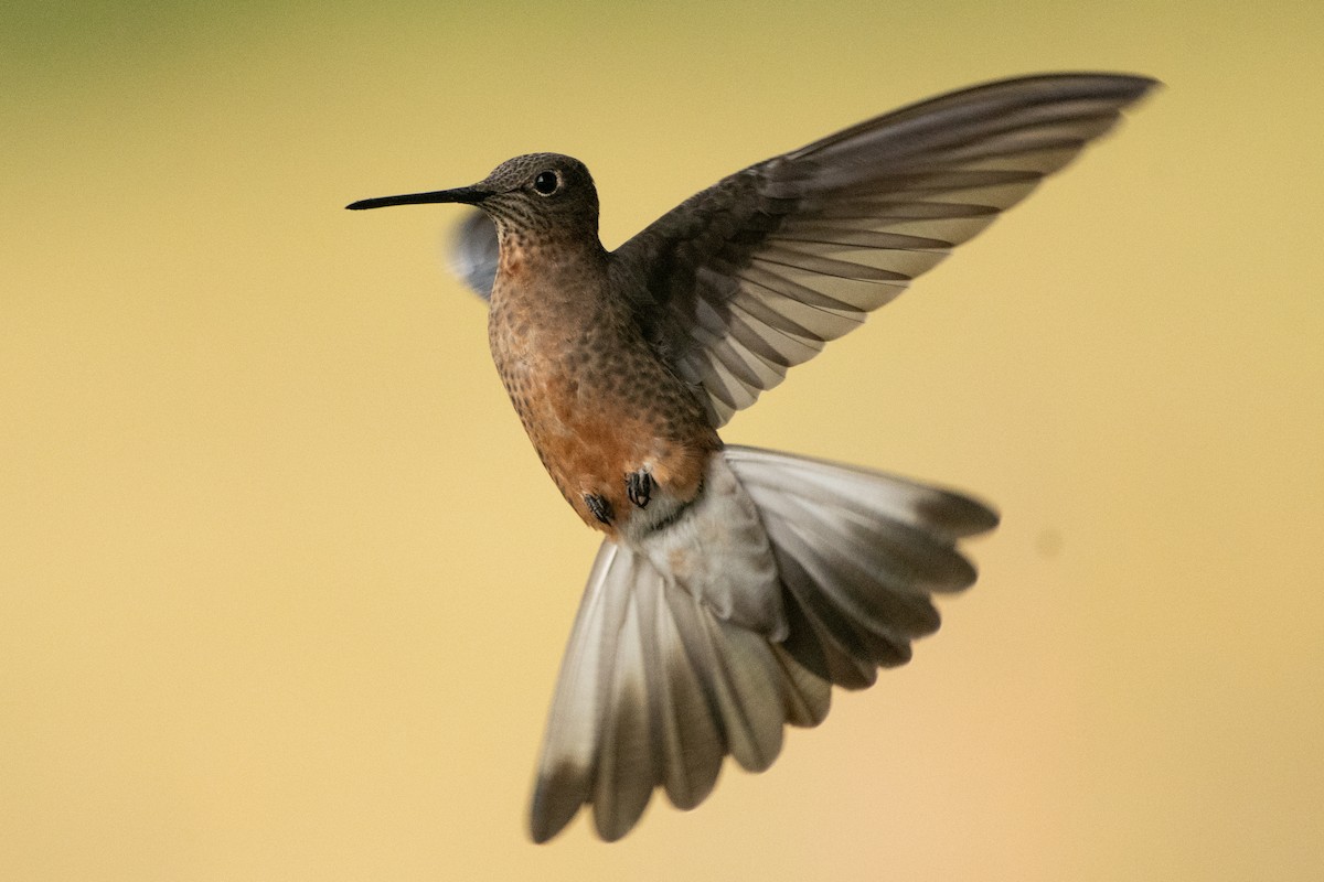 Giant Hummingbird - ML645155751