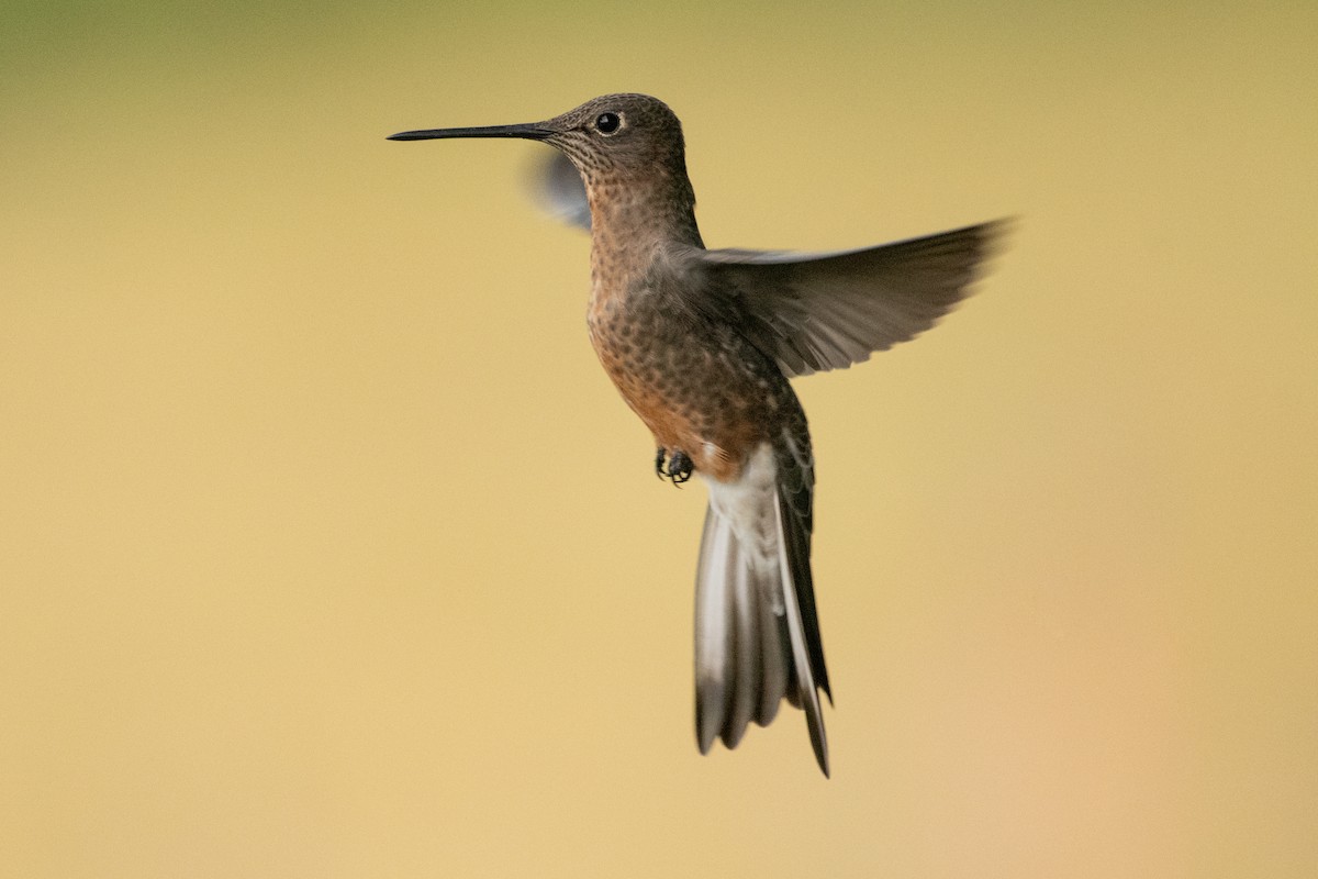 Giant Hummingbird - ML645155752