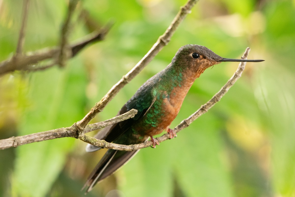 Colibri à ailes saphir - ML645155758