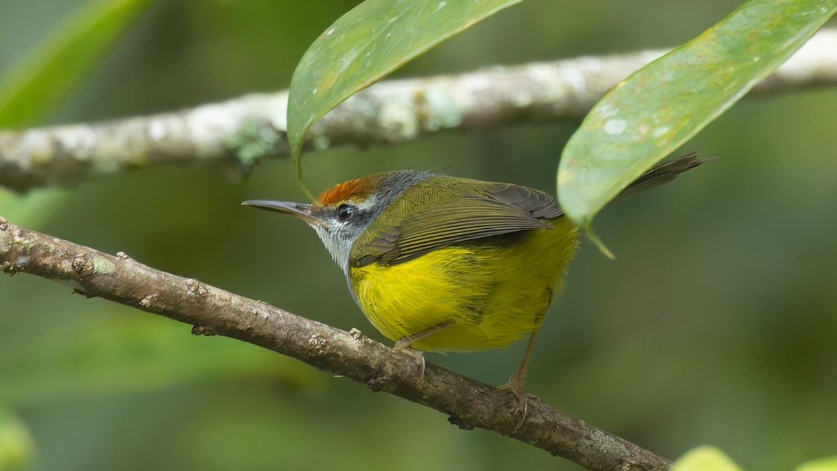 Mountain Tailorbird - ML645155765
