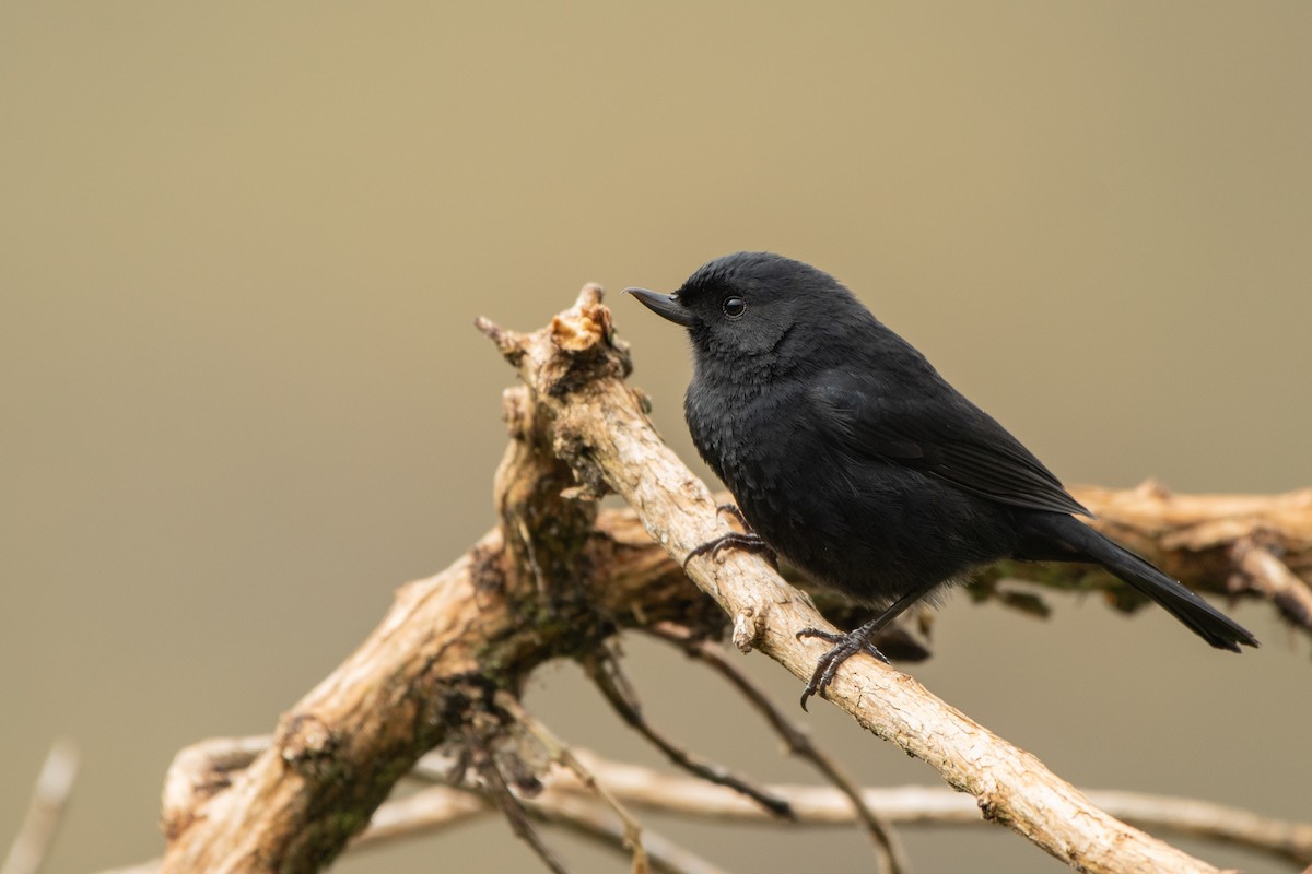 Percefleur noir - ML645155766