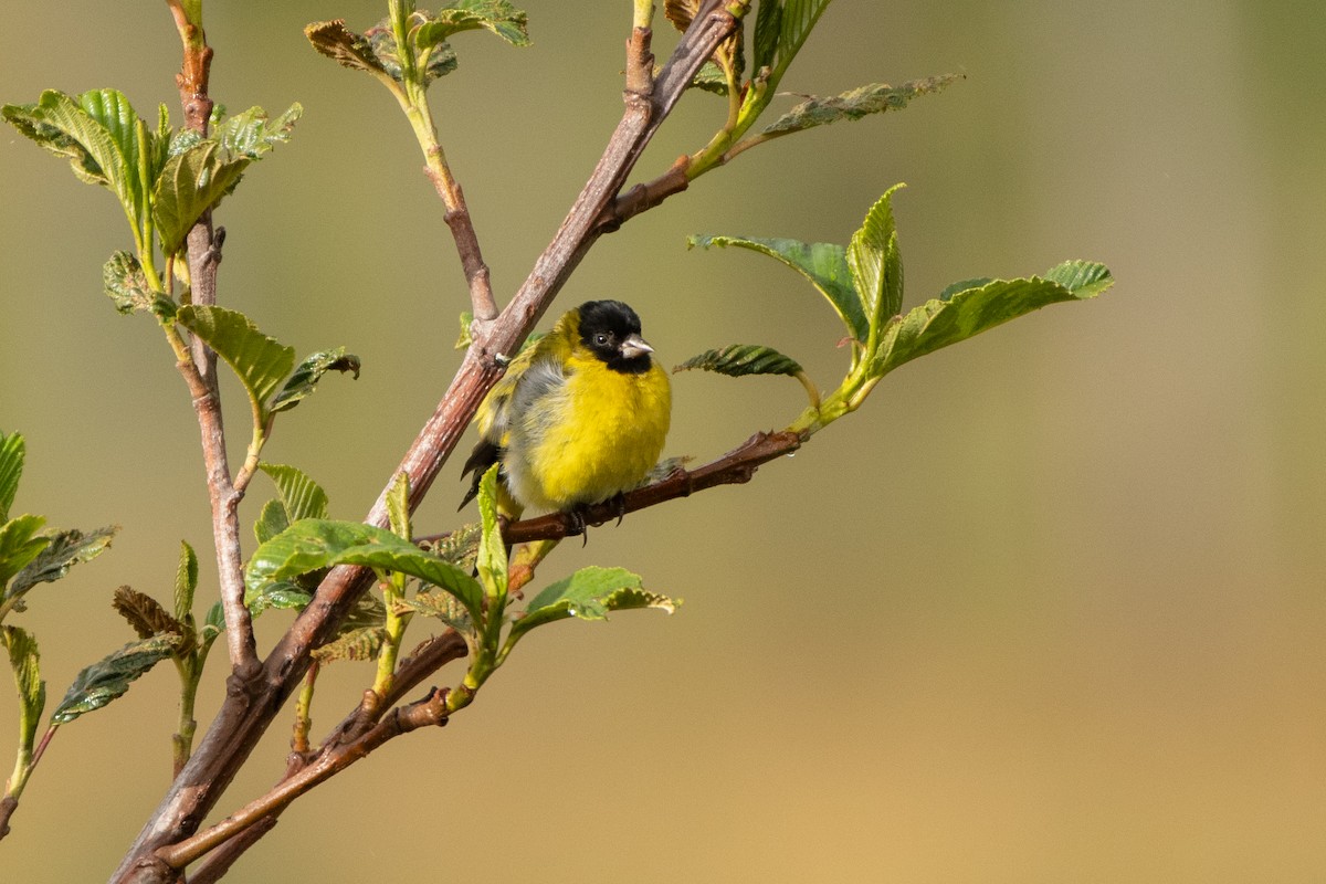 Hooded Siskin - ML645155769