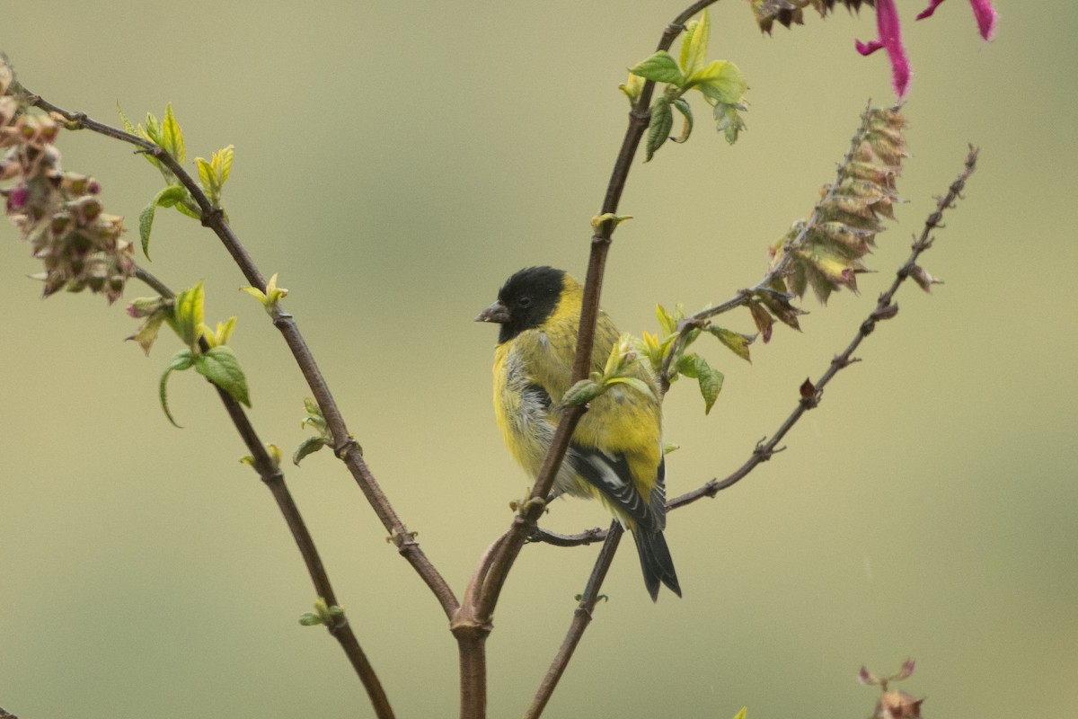 Tarin de Magellan - ML645155771