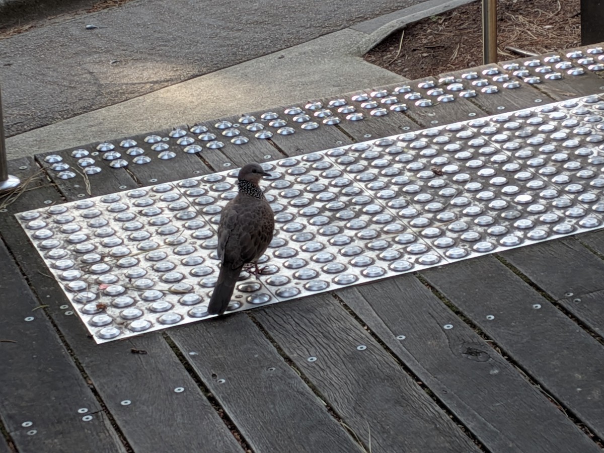 Spotted Dove - ML645155776