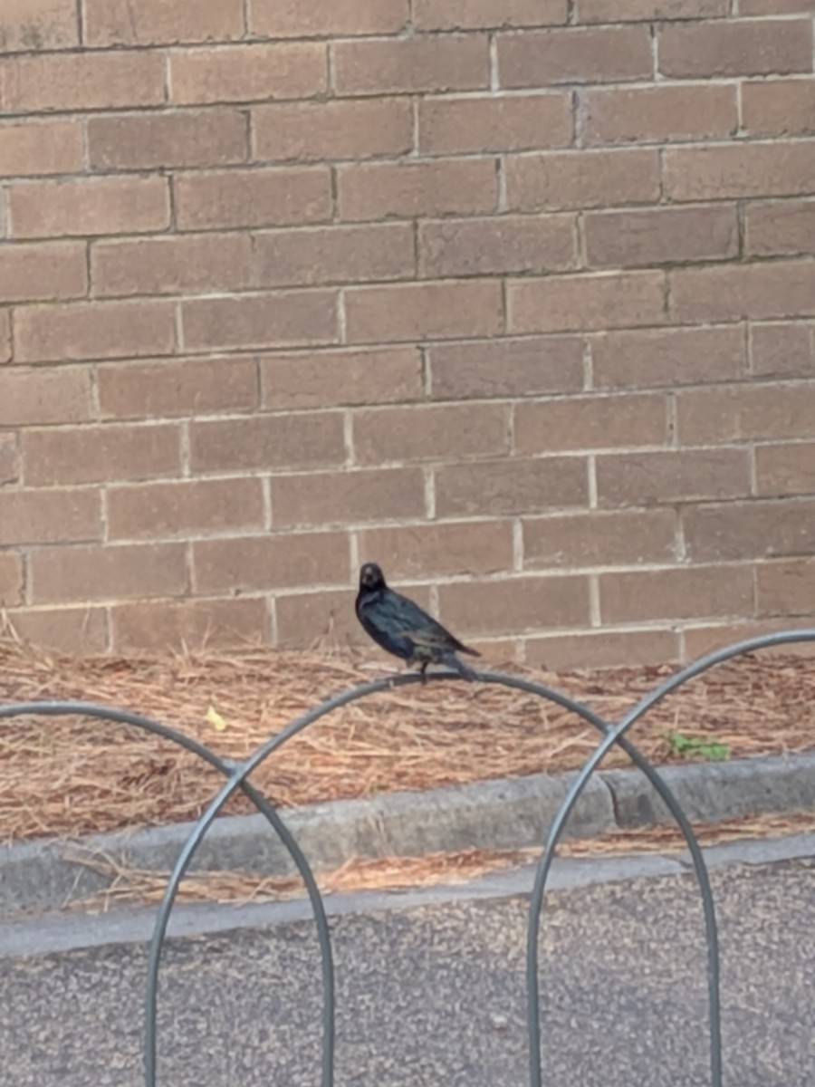 European Starling - ML645155783