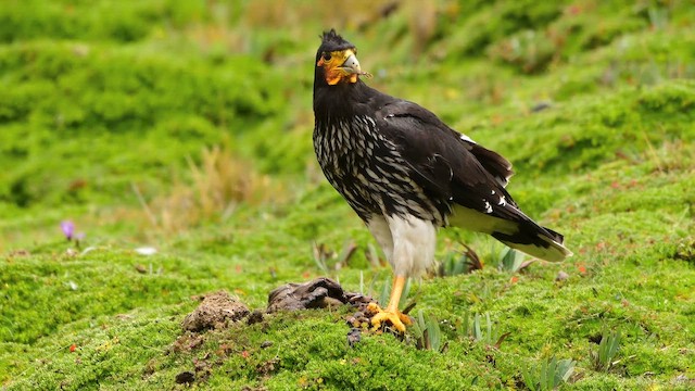 Carunculated Caracara - ML645155790