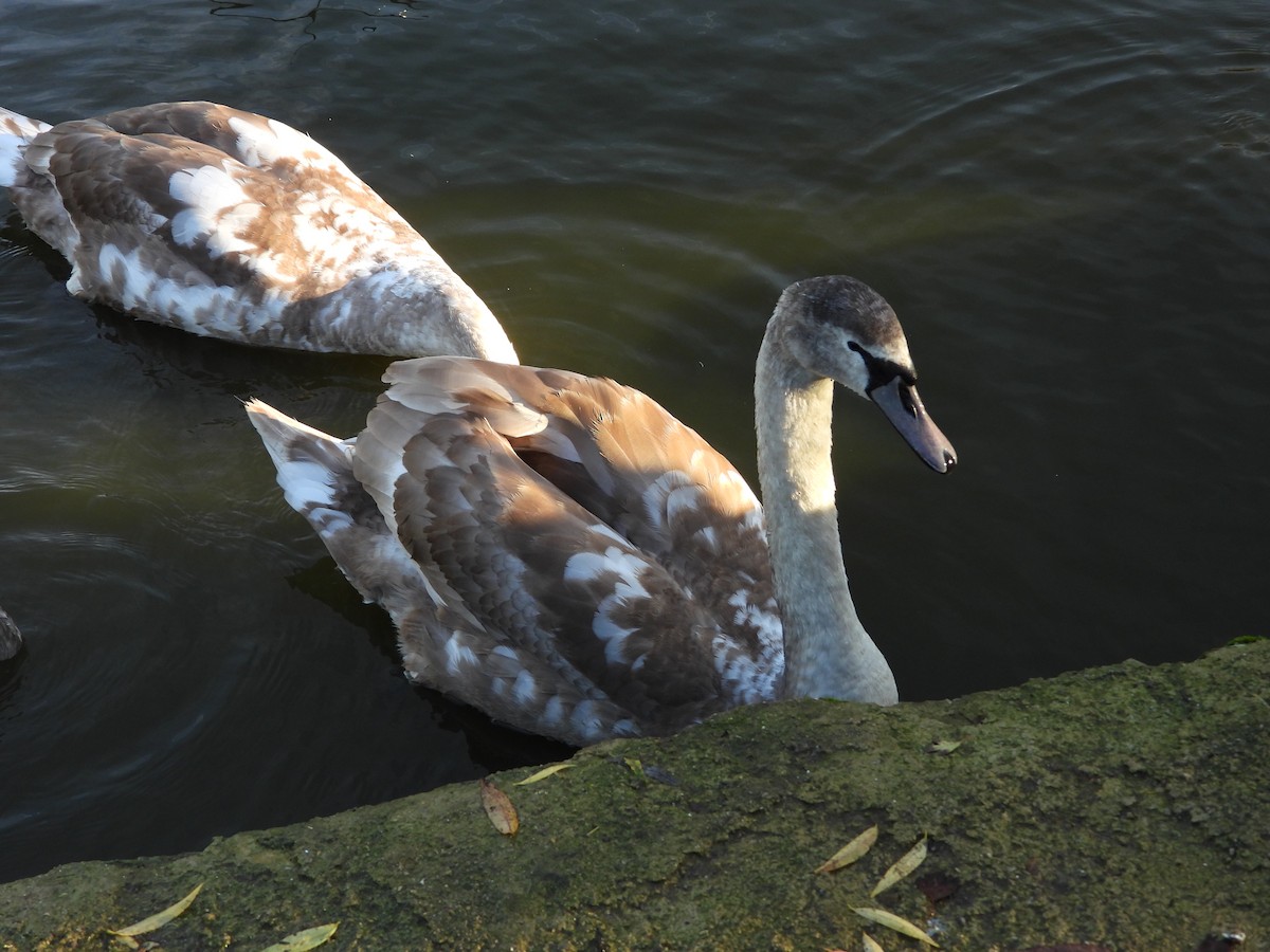 Cygne tuberculé - ML645155826