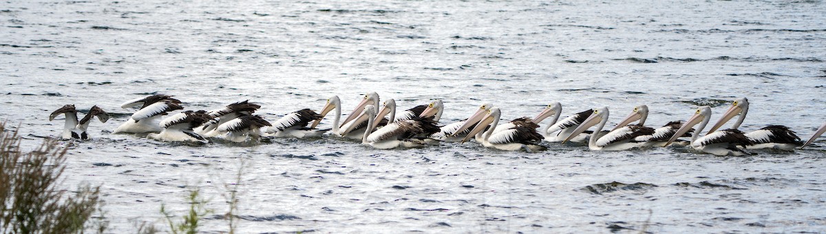 Pélican à lunettes - ML645155828
