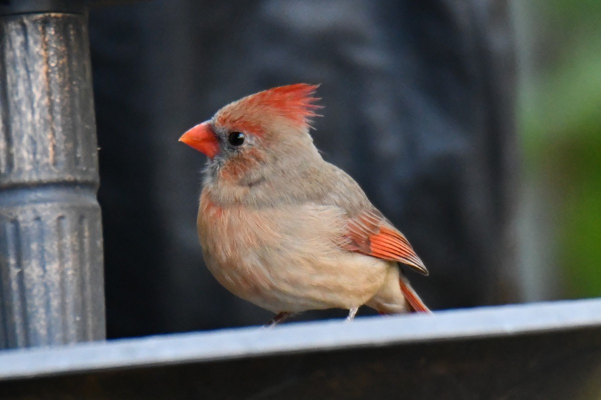 Cardinal rouge - ML645155829