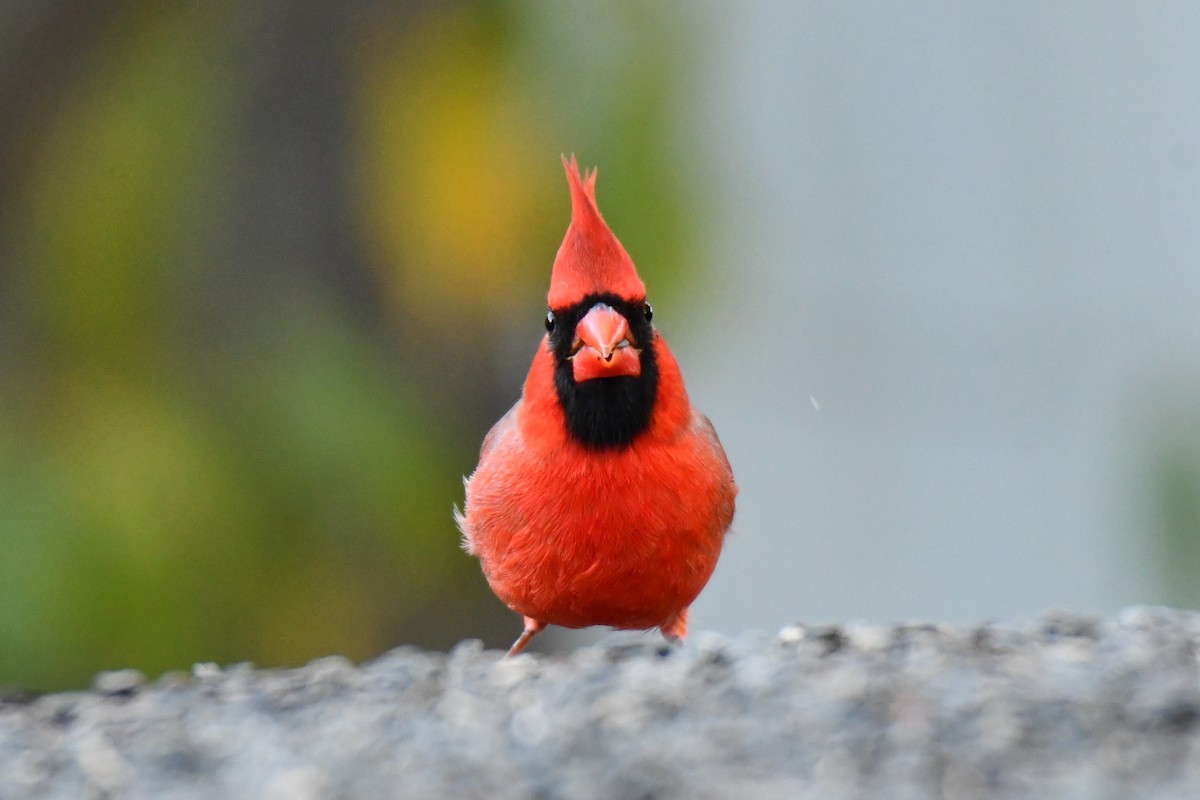 Cardinal rouge - ML645155830