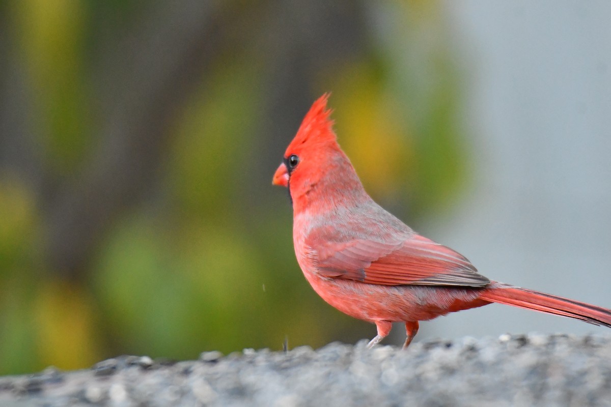 Cardinal rouge - ML645155831