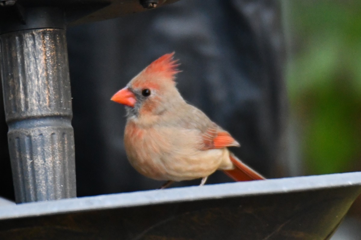 Cardinal rouge - ML645155832