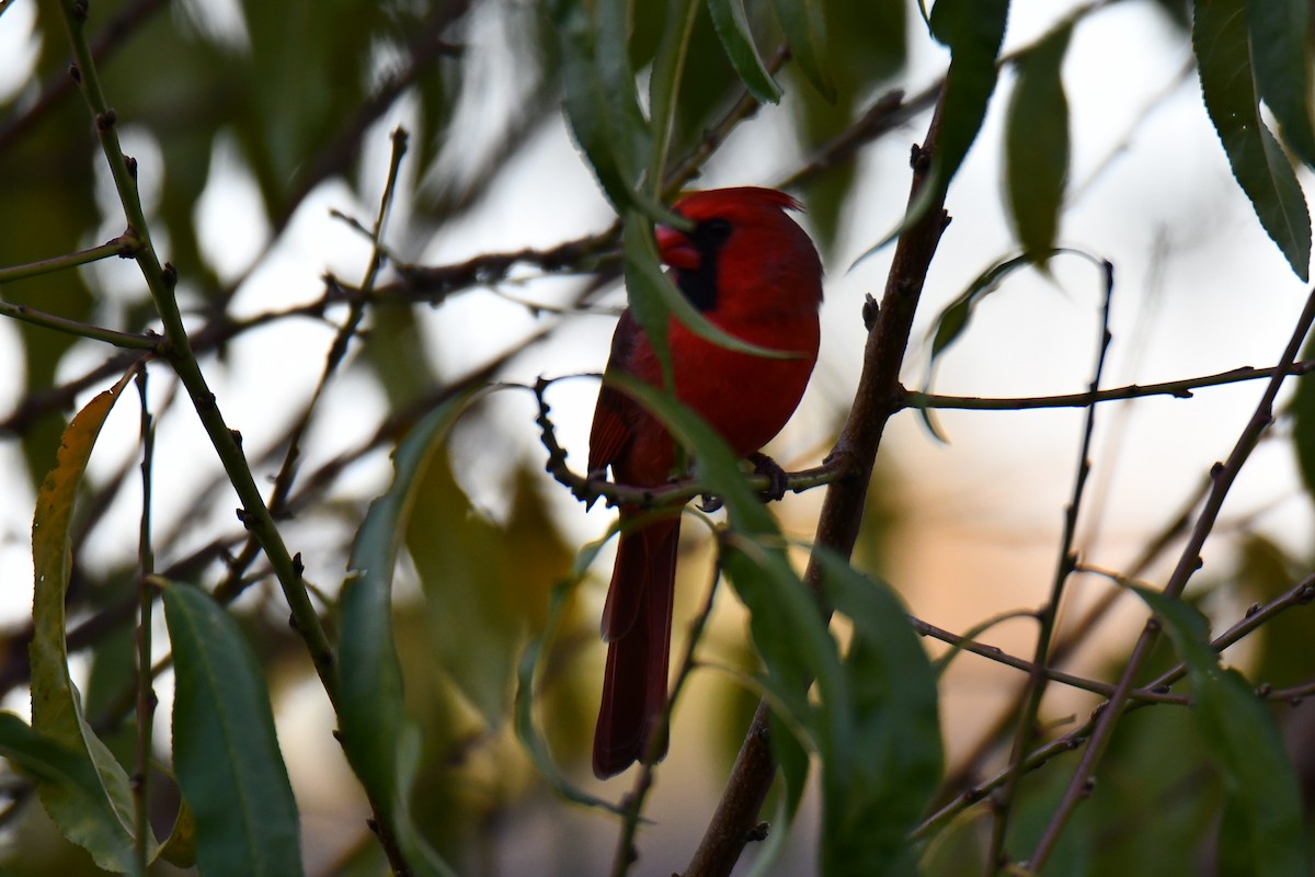 Cardinal rouge - ML645155833